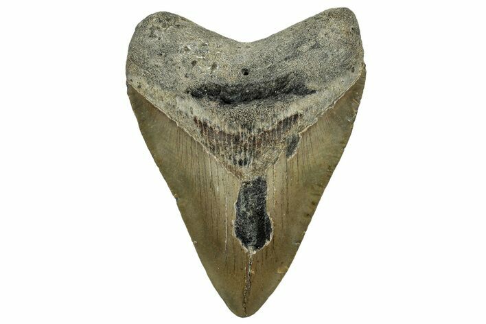 Fossil Megalodon Tooth - North Carolina #328845
